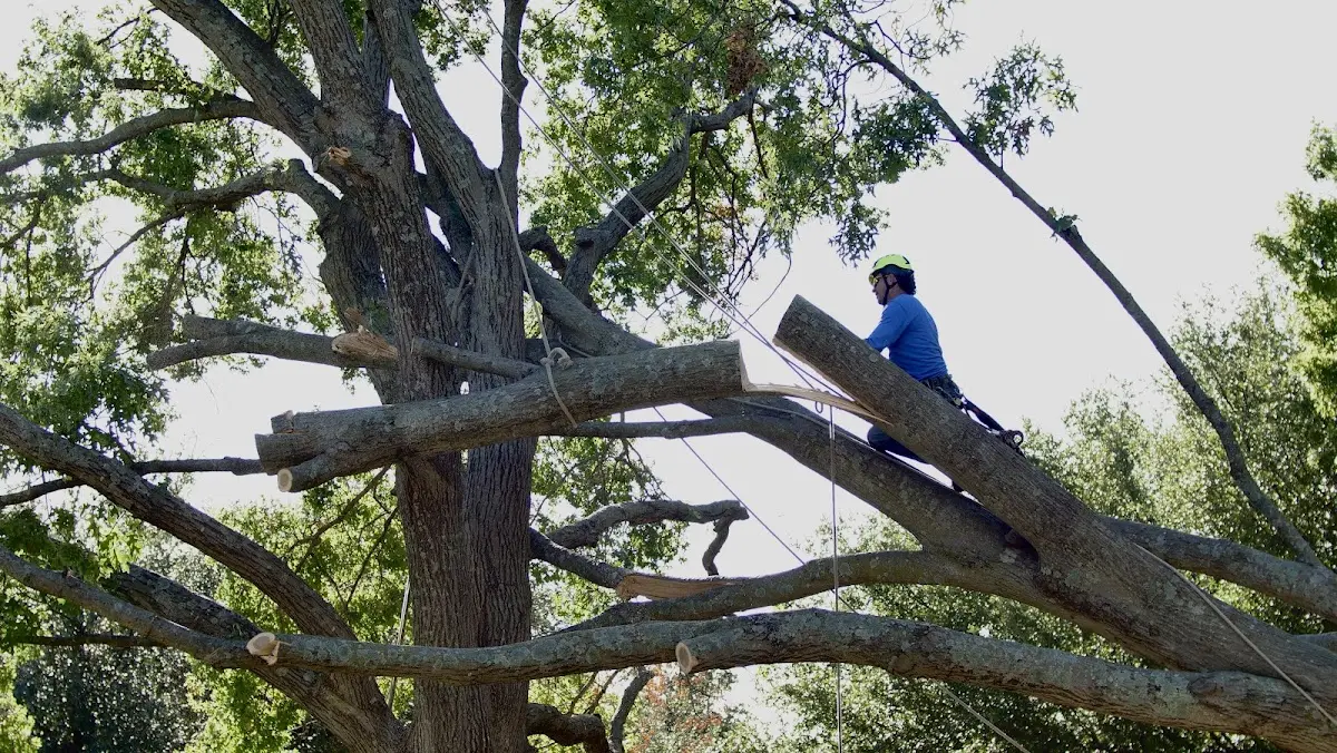 Professional Hazardous Tree Removal performed by certified arborists in Galata