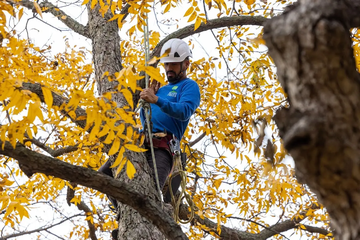Skilled Tree Planing crew working in Galata